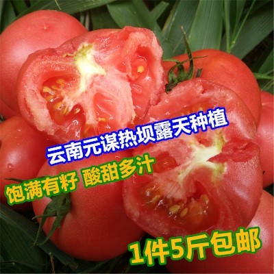 5斤装包邮云南番茄自然熟西红柿新鲜蔬菜配送绿色生鲜农家