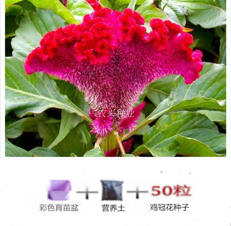 鸡冠花种子 庭院景观绿化专用凤尾鸡冠花籽 火炬鸡冠花白色鸡冠花