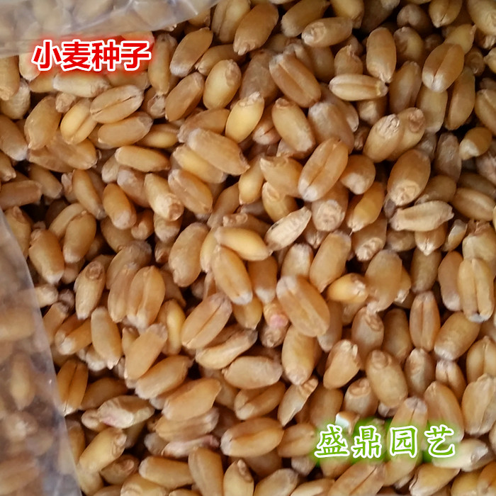 正品[回春医疗保健操60节]38节回春医疗保健操