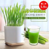 包邮 去毛球水培微型盆景 ECOEY迷你趣味猫草植物盆栽小麦种子套装