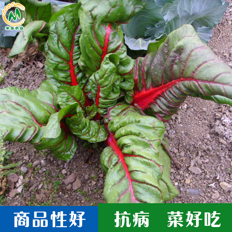 天然补血蔬菜 红根达菜种子 红菠菜 营养保健蔬菜种子