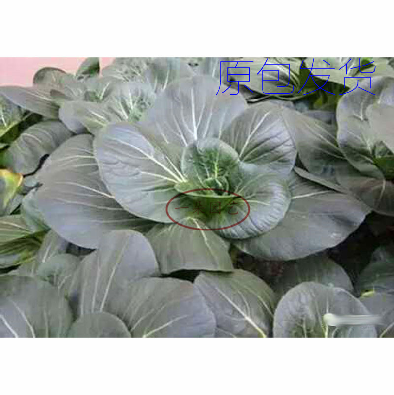 大叶黑大头青菜种子耐寒耐热四季种植抗病高产青菜种子包邮图片