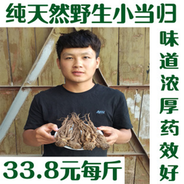 甘肃岷县纯天然野生小当归500克包邮33.8元/斤新货可切片磨当归粉