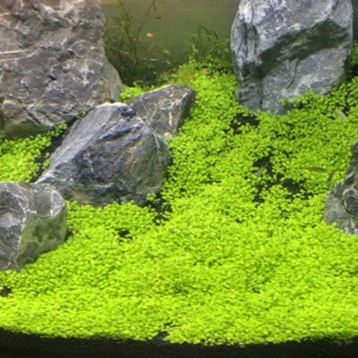 正品[水草珊瑚莫丝莫斯]珊瑚莫丝评测 怎样种珊