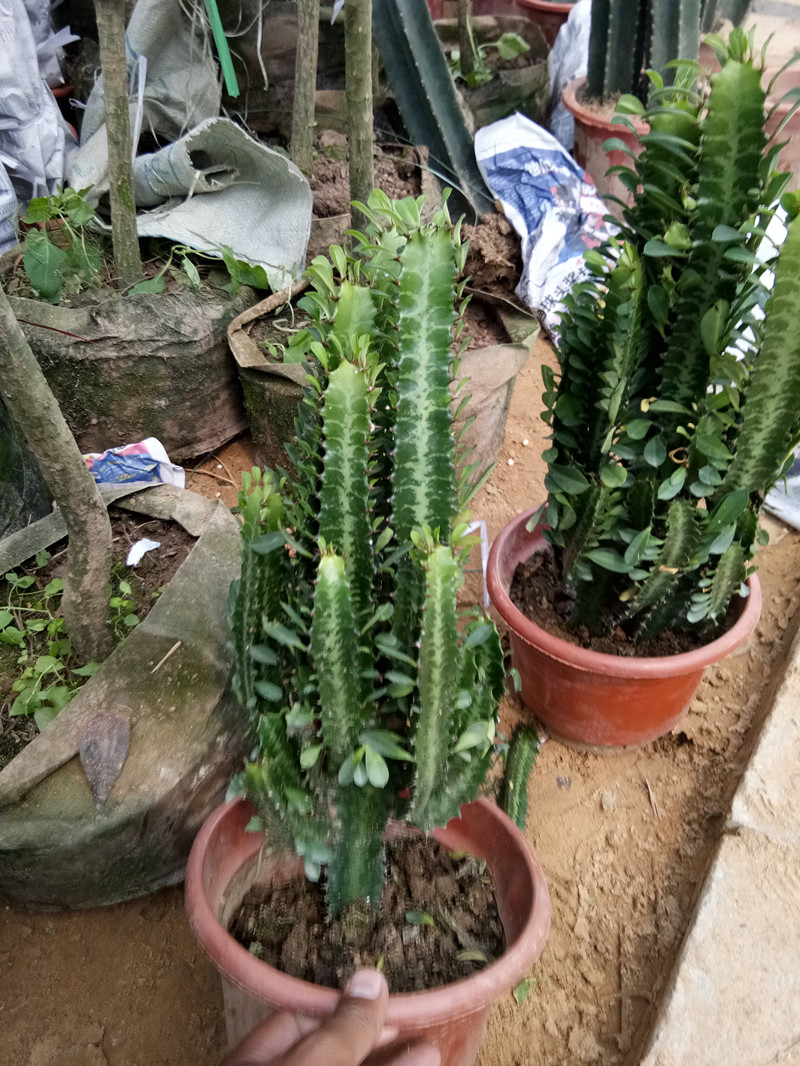 龙骨植物花卉盆栽 三角霸王鞭紫 青色龙骨仙人多肉 防