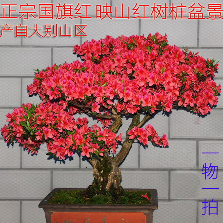 野生映山红树桩盆景杜鹃树桩盆景新鲜下山桩盆景室内花卉绿植盆栽