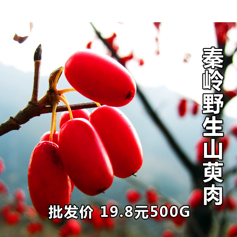 2016年山茱萸 秦岭深山野生山茱萸 枣皮 中药材 精选无核500g