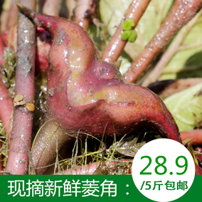 湖北洪湖特产新鲜菱角野生菱角新鲜老菱角新鲜蔬菜5斤装包邮现摘