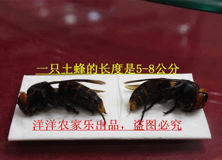 涧头洋洋农家乐正宗蜂蜜土蜂王红头马蜂黑胡蜂黄蜂鬼头蜂泡酒土蜂