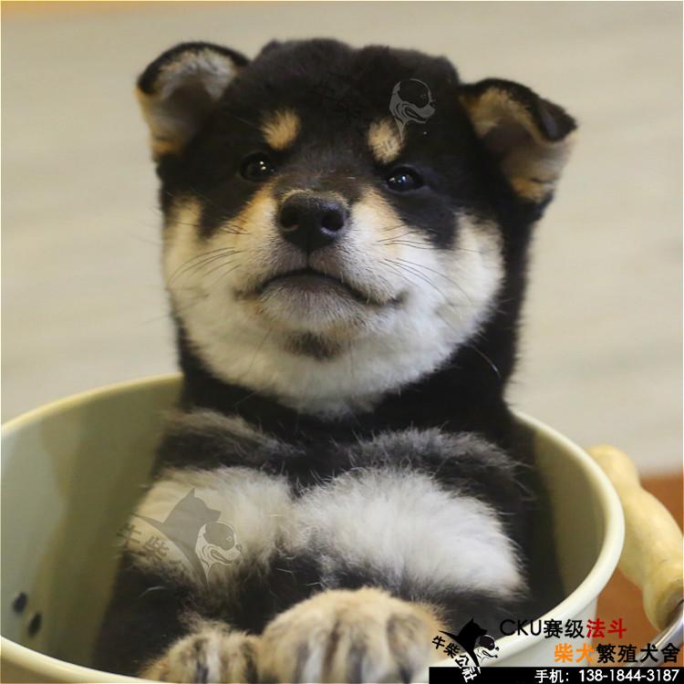 柴犬活体 柴犬幼犬活体 纯正日系赤色柴犬 宠物狗狗 纯种日本柴犬