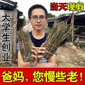 霍山铁皮石斛鲜条三年生石斛500g新鲜仿野生铁皮枫斗