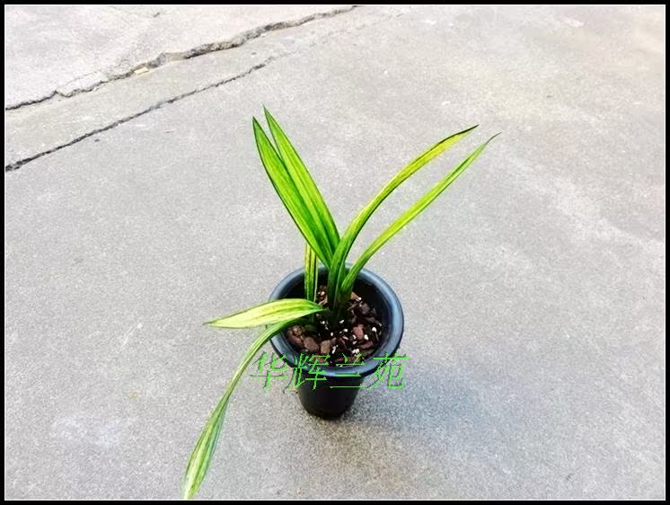 【华辉兰苑】实物兰花墨兰黄金虎斑荷瓣—黄金万两 (此盆3苗)