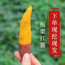 8月现挖新鲜红薯迷你小香薯沙地黄心板栗薯山芋地瓜番薯紫薯5斤装