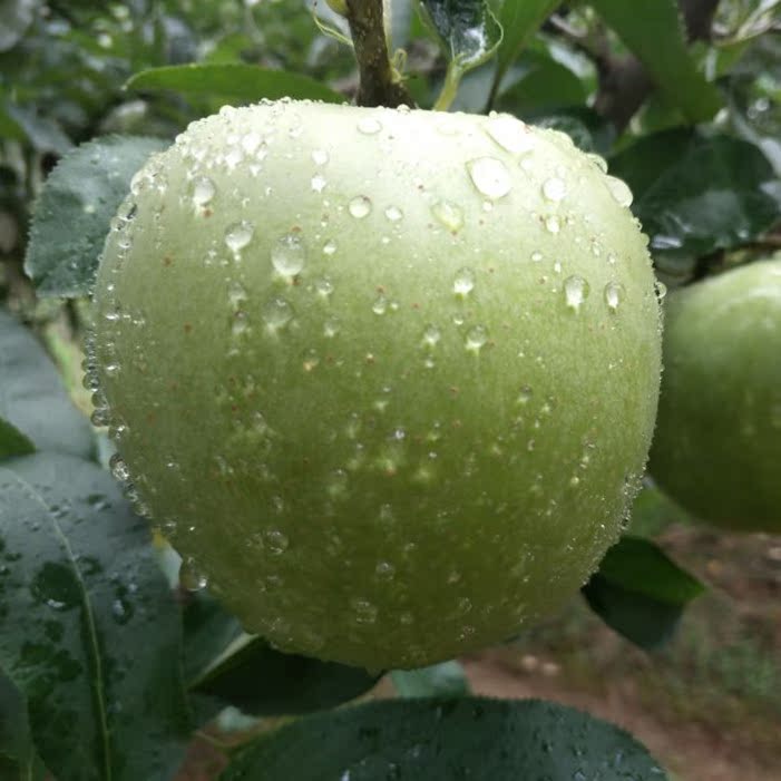 现摘青苹果王林苹果新鲜水果5斤装整箱带皮吃不打蜡榨汁效果更好