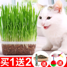 猫咪用品 猫草种子薄荷粉猫零食猫咪去毛球猫草天然大麦种植套装