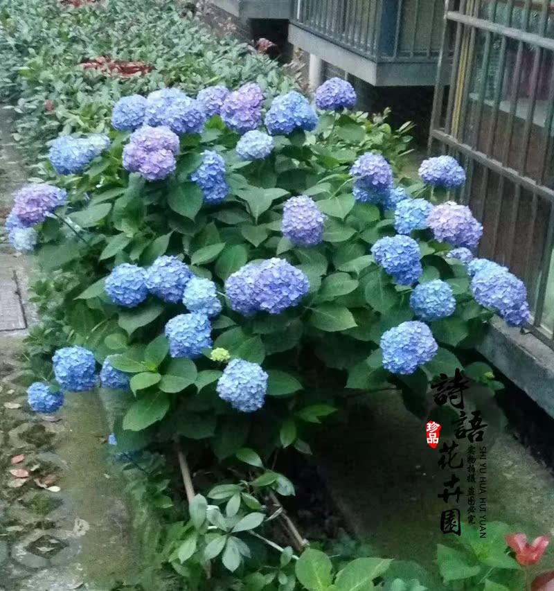 耐寒庭院植物八仙花无尽夏绣球花苗 阳台盆栽绿植紫阳