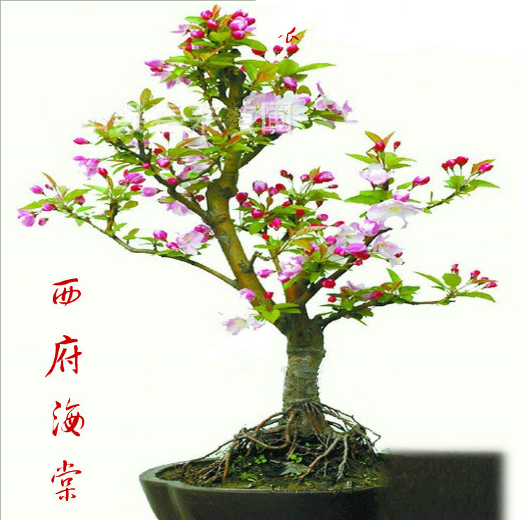 庭院芳香花卉 海棠花苗 垂丝海棠 西府海棠 花苗盆栽 树桩盆景