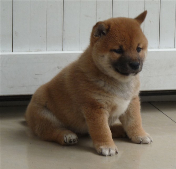 出售纯种宠物级秋田中华田园犬 幼犬 日本柴犬公母均有—包好养25