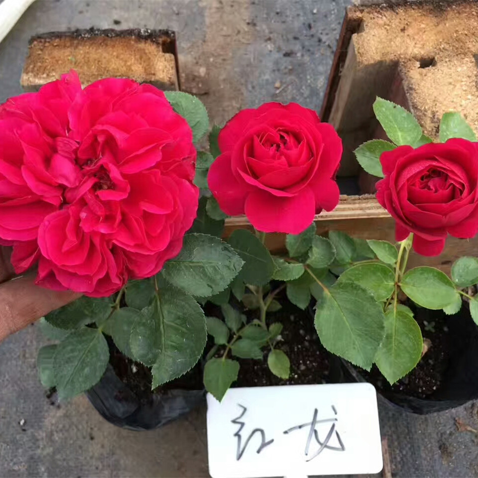 欧月红龙红色龙沙宝石月季多季藤本爬藤红龙沙月季花玫瑰蔷薇盆栽