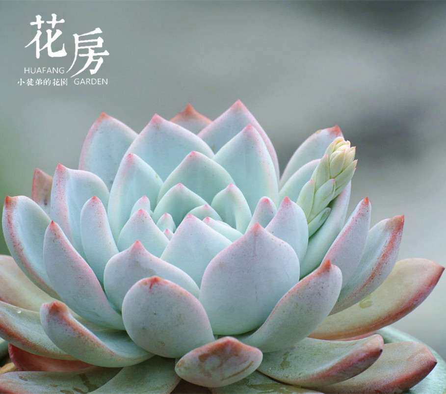 芙蓉雪莲|花房家多肉植物组合趣味办公室绿植盆栽