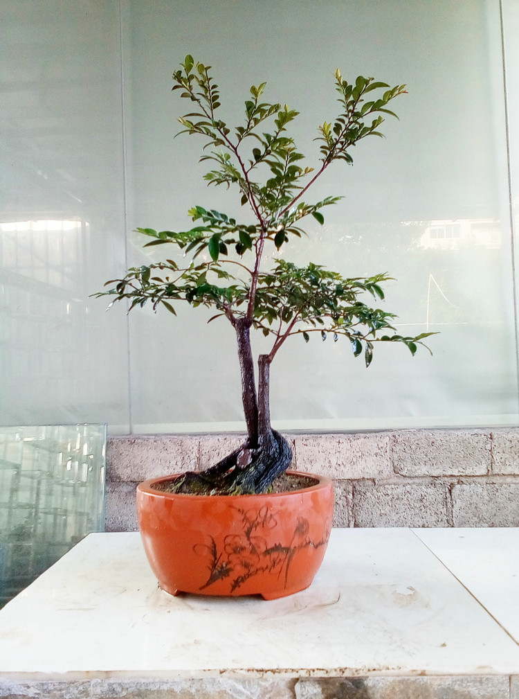 珍稀植物 小叶紫檀盆景 野生黑骨茶檀香下山树桩盆栽