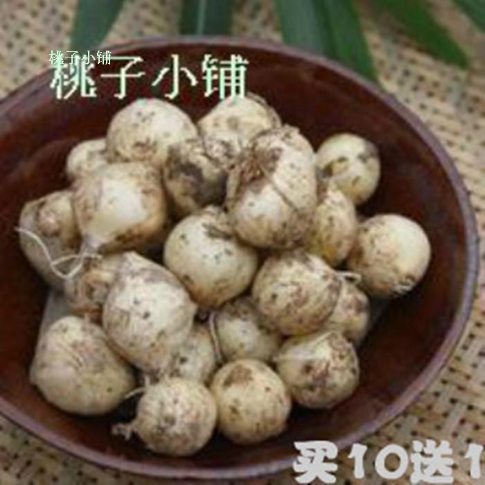 团葱四川野生苦芥苦叫苦蕌头小蒜苦茭新鲜野葱头苦藠2