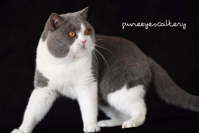 pureeyes cfa gc 赛级蓝加白英短 蓝白英国短毛猫damon (king)