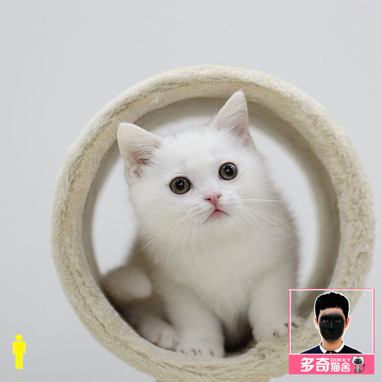 纯白英短活体幼猫英国短毛猫纯白色小猫咪广州纯种宠物猫家庭繁殖