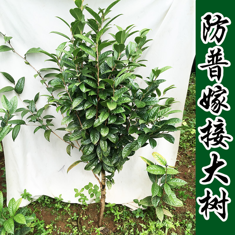 金花茶苗 防城金花茶树 普通种金花茶树苗 金花茶树苗