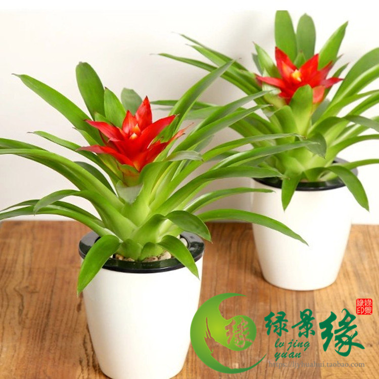 凤梨]空气凤梨怎么养评测 空气凤梨怎么繁殖图