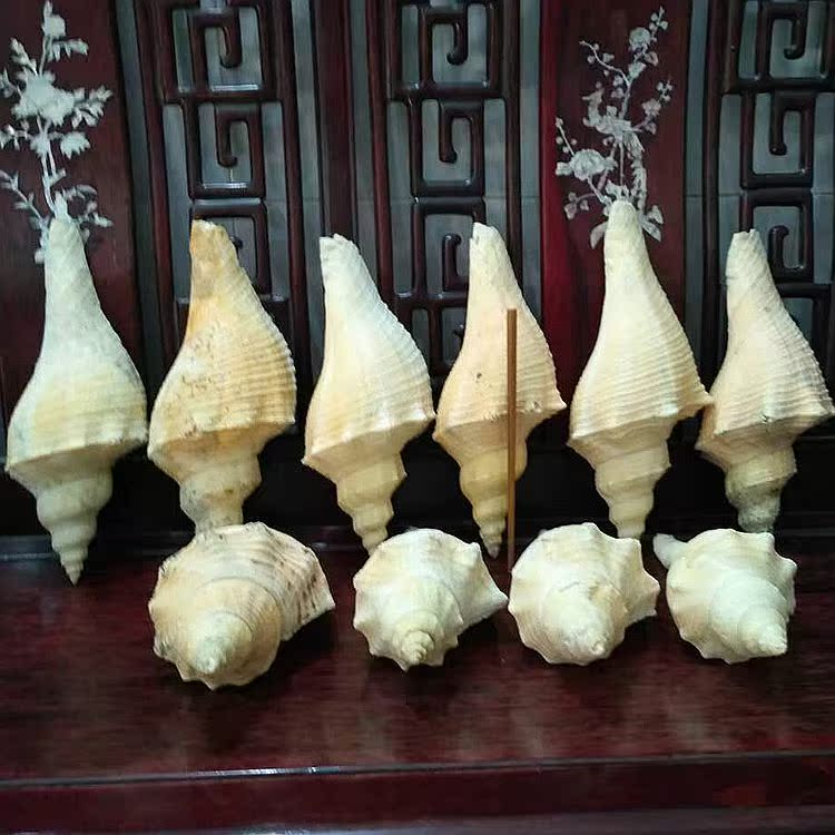 澳洲长香螺 天然海螺贝壳 大法螺法器号角佛教圣物 法器螺可吹响