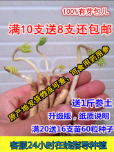 长白山人参苗山参苗鲜人参种子送肥料土壤催芽野人参 包邮 十只