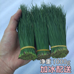 秦岭野生新鲜松针茶松针叶马尾松针做酵素 泡酒500g装2斤包邮