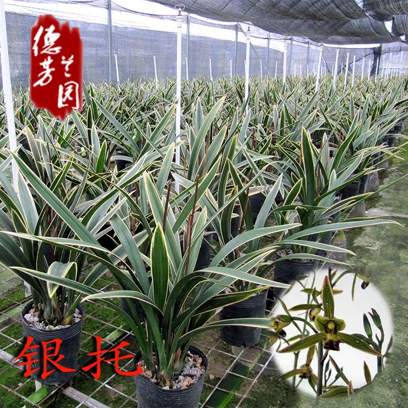 兰花苗墨兰银托线艺花卉绿植盆栽阳台客厅观花叶植物包邮净化空气