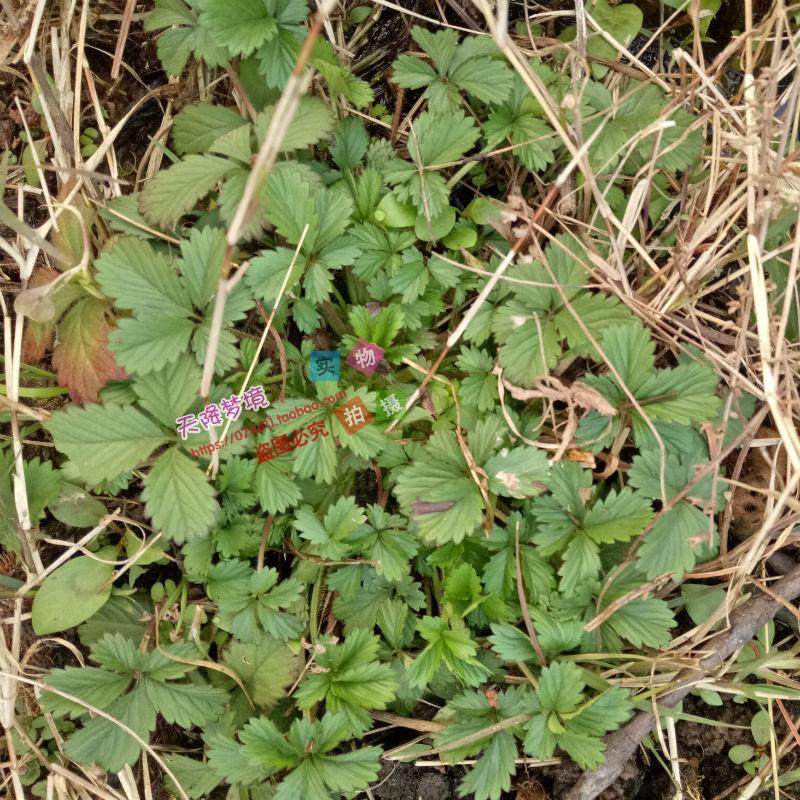 野生新鲜蛇含草 紫背龙牙 五爪龙 委陵菜 五叶蛇莓 五皮风 药材