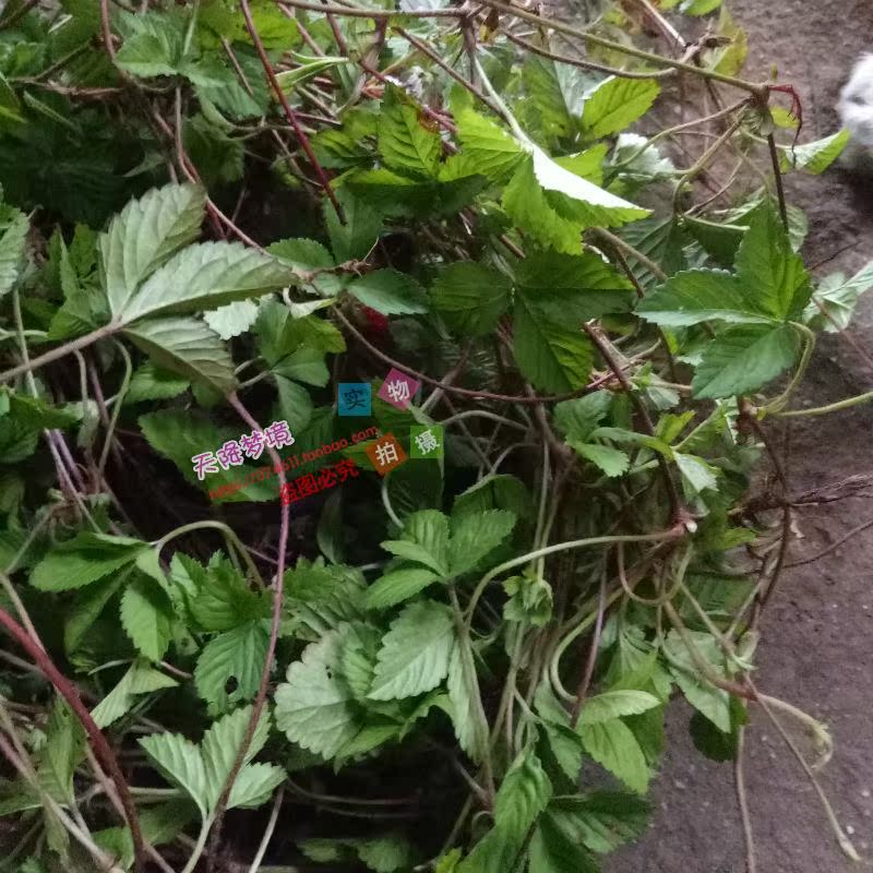 野生药材新鲜蛇莓草 蛇泡草龙吐珠地杨梅 野草莓蛇果草现采包邮