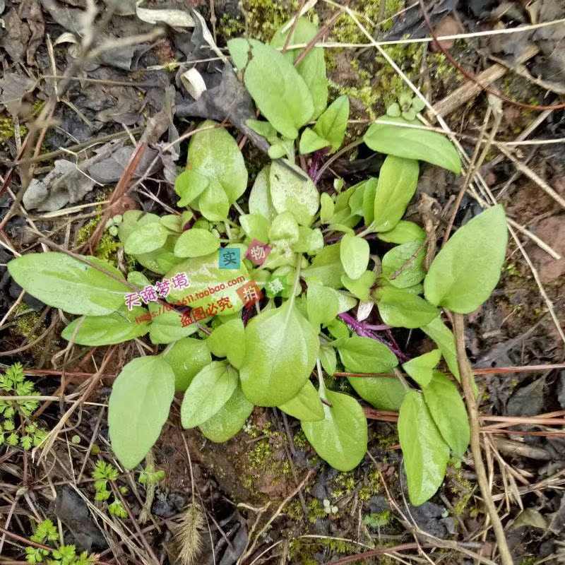 夏枯草苗 夏枯球种苗 铁色草 棒柱头花 棒槌草野生药材新鲜夏枯草