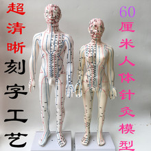 包邮 中医专业人体经络针灸小人穴位模型男模60女55cm送图 正品