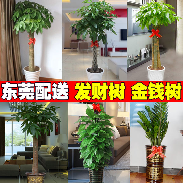 发财树盆栽金钱树绿萝开业乔迁植物花卉客厅办公室内绿植东莞送货