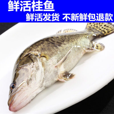 青岛新鲜桂花鱼活体500g 野生鳜鱼鲜活桂鱼海鲜水产品4斤包邮