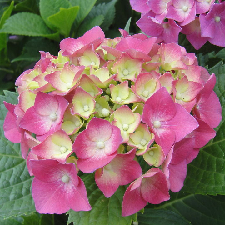 绣球花盆栽八仙花多年生草本植物花期长观赏绿植花卉北京送货到家