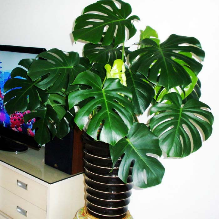 大型大型绿植龟背竹绿植盆景花卉其他防辐射盆前台植物客厅盆栽