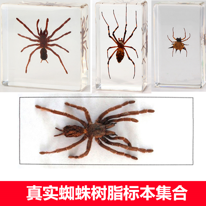 千年虫教学真实小动物蜘蛛标本树脂真虫捕鸟蛛园蛛狼蛛雷氏大疣蛛