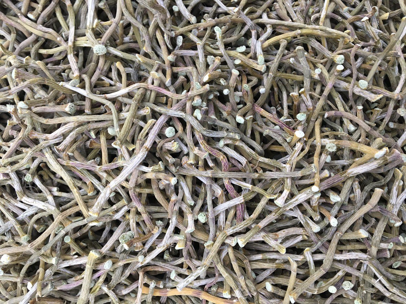 云南正宗铁皮石斛干条250g 铁皮烤条短条寸条寸金 铁皮石斛枫斗花