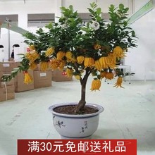 果树苗 当年结果 客厅观果植物 金佛手树苗 盆栽金佛手苗