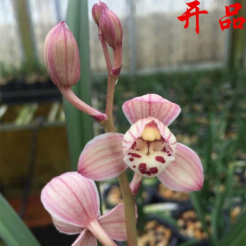 建兰四季兰红荷红草 荷瓣红花阳台草办公室盆栽--金荷