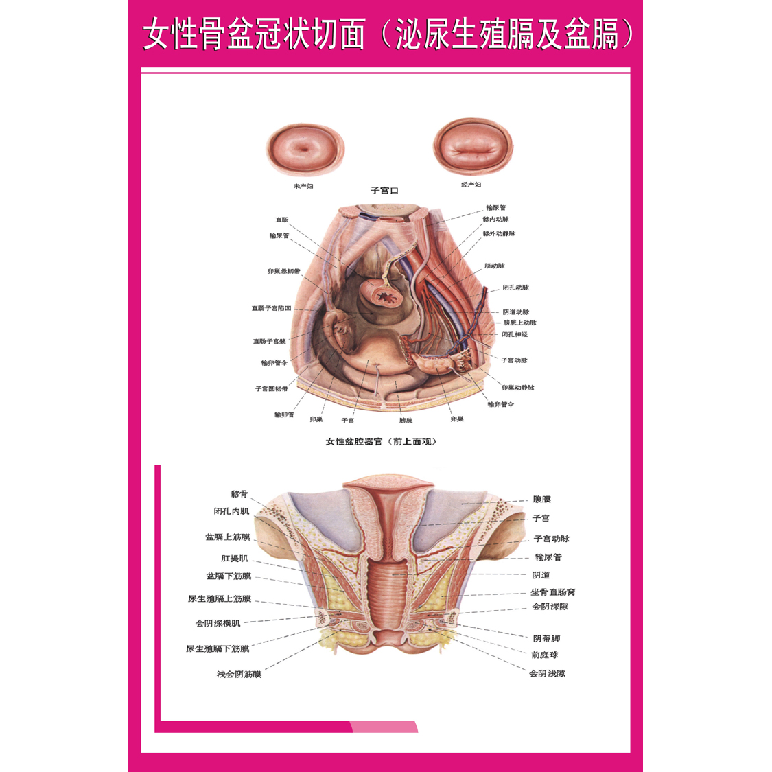 女性骨盆冠状切面 生殖器解剖图 泌尿生殖膈及盆膈妇科知识海报