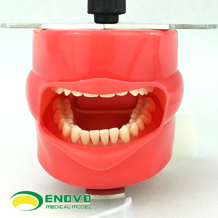 enovo正品高端专业口腔科仿生头模 牙医齿科教学系统备牙齿模型