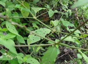 现挖野生土牛膝 土牛夕 蔡鼻草 土牛七 倒扣草倒钩草