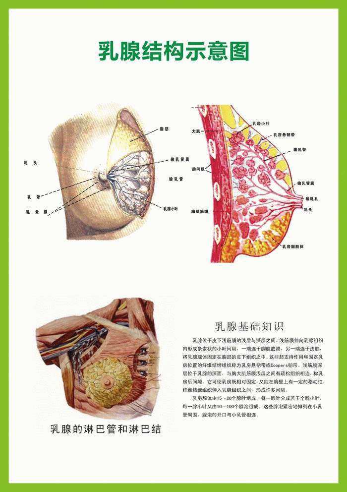 乳房结构挂图 乳腺结构图 0.6x0.85米 包邮